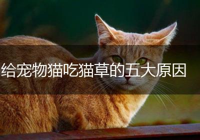 给宠物猫吃猫草的五大原因
