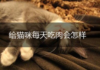 给猫咪每天吃肉会怎样