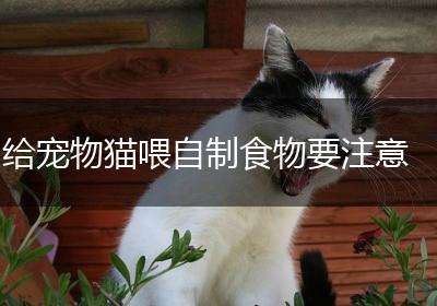 给宠物猫喂自制食物要注意