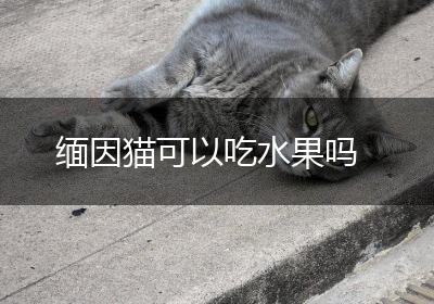 缅因猫可以吃水果吗