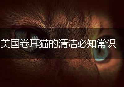 美国卷耳猫的清洁必知常识