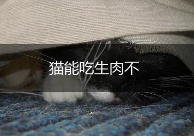 猫能吃生肉不
