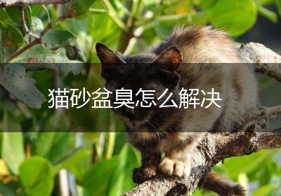 猫砂盆臭怎么解决