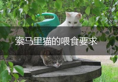 索马里猫的喂食要求
