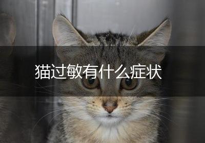 猫过敏有什么症状