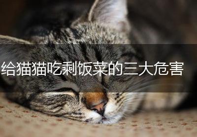 给猫猫吃剩饭菜的三大危害
