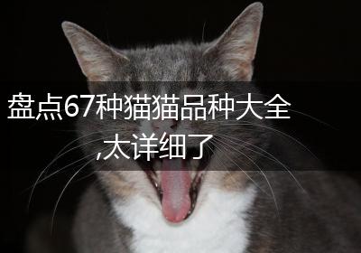 盘点67种猫猫品种大全,太详细了