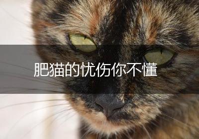 肥猫的忧伤你不懂