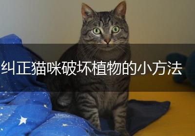纠正猫咪破坏植物的小方法