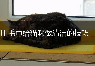 用毛巾给猫咪做清洁的技巧