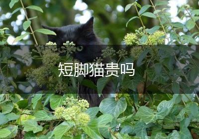 短脚猫贵吗