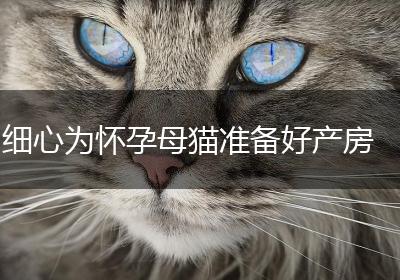 细心为怀孕母猫准备好产房