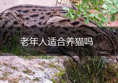 老年人适合养猫吗