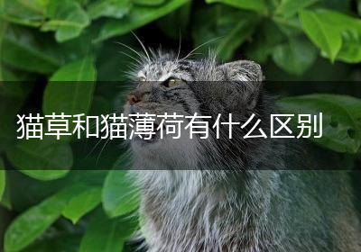 猫草和猫薄荷有什么区别