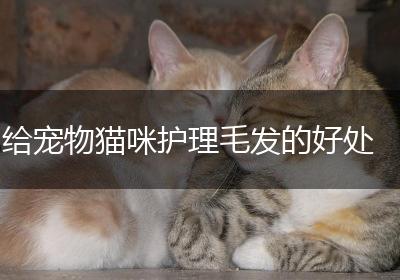 给宠物猫咪护理毛发的好处