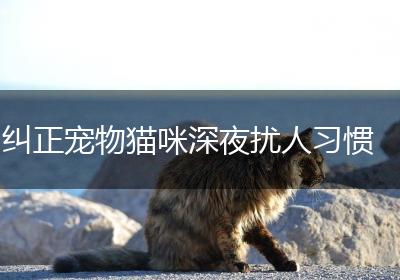 纠正宠物猫咪深夜扰人习惯