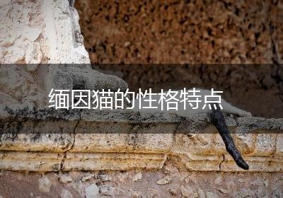 缅因猫的性格特点