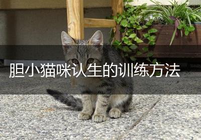 胆小猫咪认生的训练方法