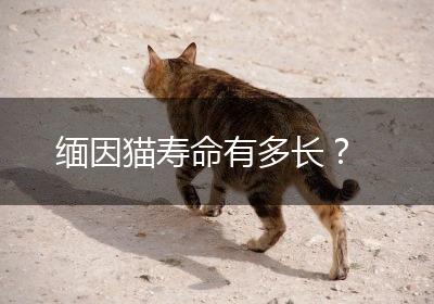 缅因猫寿命有多长？