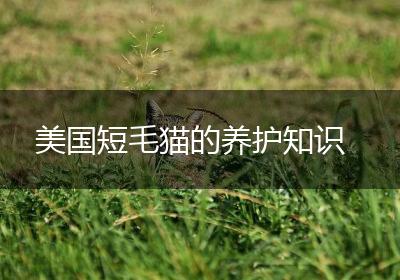 美国短毛猫的养护知识