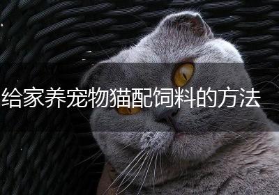 给家养宠物猫配饲料的方法