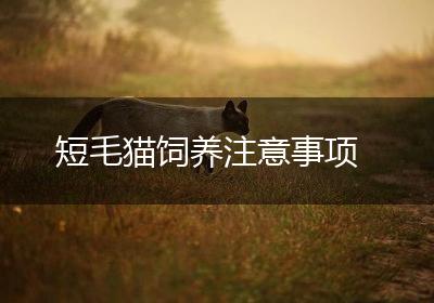 短毛猫饲养注意事项