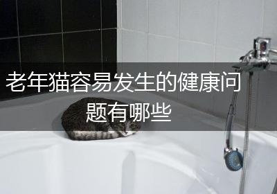 老年猫容易发生的健康问题有哪些