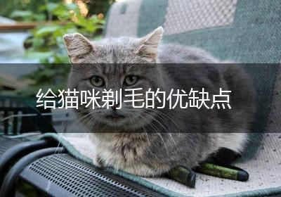 给猫咪剃毛的优缺点