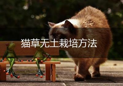 猫草无土栽培方法