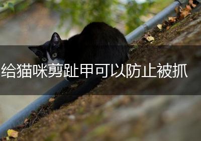 给猫咪剪趾甲可以防止被抓