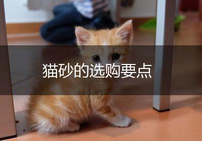 猫砂的选购要点