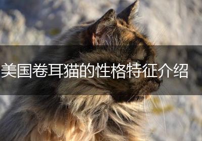 美国卷耳猫的性格特征介绍