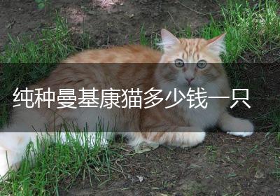 纯种曼基康猫多少钱一只