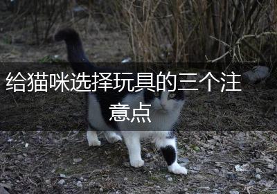 给猫咪选择玩具的三个注意点