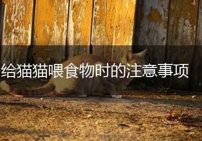 给猫猫喂食物时的注意事项