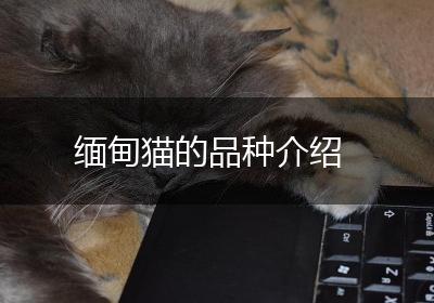 缅甸猫的品种介绍