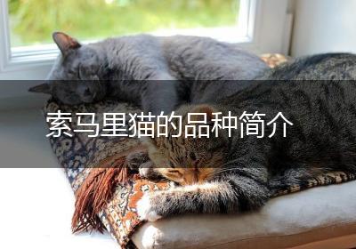 索马里猫的品种简介