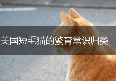 美国短毛猫的繁育常识归类