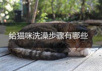 给猫咪洗澡步骤有哪些