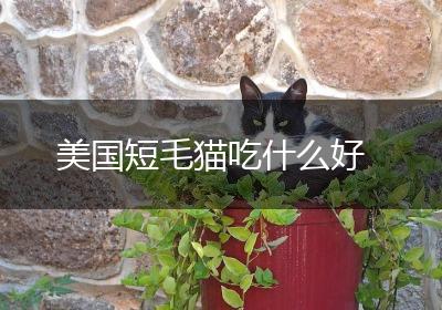 美国短毛猫吃什么好