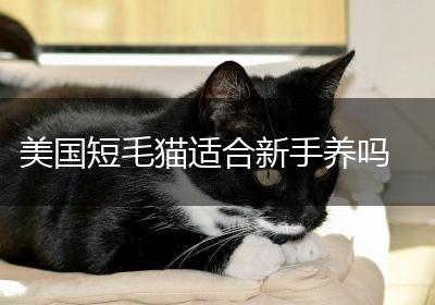 美国短毛猫适合新手养吗