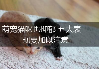 萌宠猫咪也抑郁 五大表现要加以注意