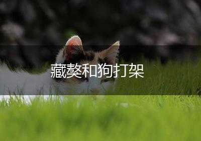 藏獒和狗打架