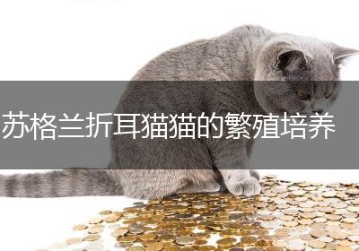 苏格兰折耳猫猫的繁殖培养