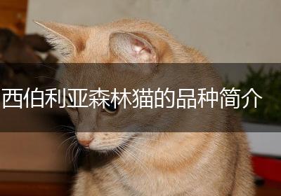 西伯利亚森林猫的品种简介