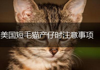 美国短毛猫产仔时注意事项