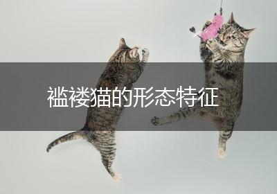 褴褛猫的形态特征