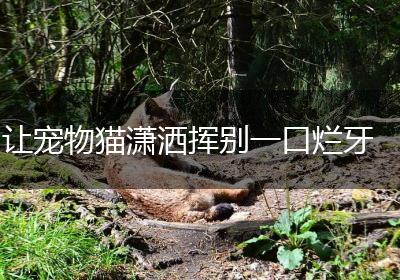 让宠物猫潇洒挥别一口烂牙