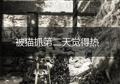 被猫抓第二天觉得热