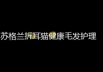 苏格兰折耳猫健康毛发护理